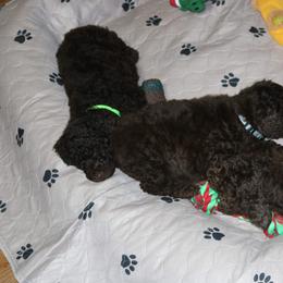 Poodle Puppies from RK'S Pets