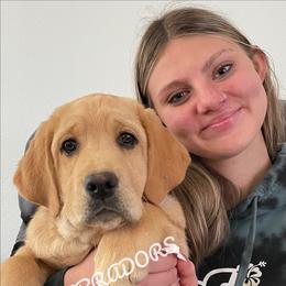 Boy 1 - Yellow male Labrador Retriever puppy in Palmdale, California from Sweet As Sugar Labradors