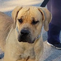 Boerboels from BMF, LLC
