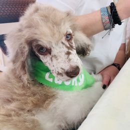 Bernedoodle and Goldendoodle Puppies from Cottrell’s Poodles & Doodles