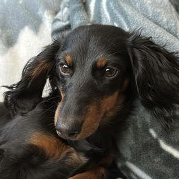 Halo - Dachshund