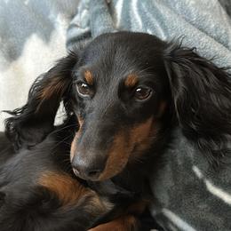 Halo - Dachshund