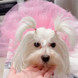 Fleur - Maltese