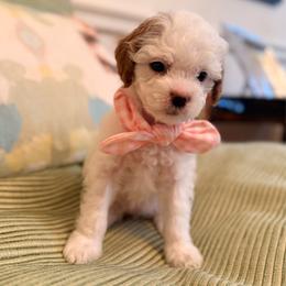 Sprinkles - Blenheim female Cavapoo puppy in North Carolina from Waggin Tails