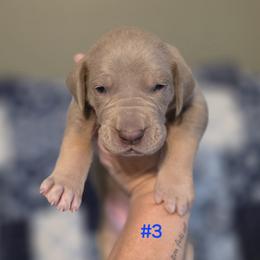 Great Dane Puppies from Heartfelt Danes