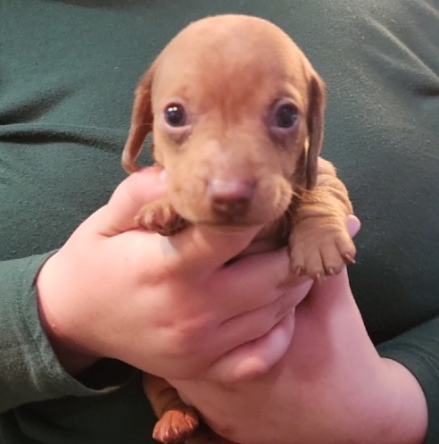 Woody - Dapple Dachshund puppy in Washington from Fritz Family Friends