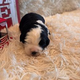 Bea - Black female Goldendoodle puppy in Bucyrus, Missouri from Hill Top Pomskies