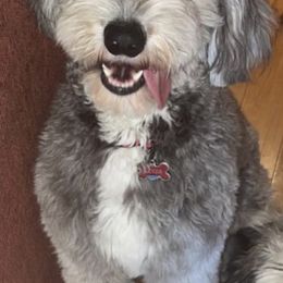 Louis - Sheepadoodle