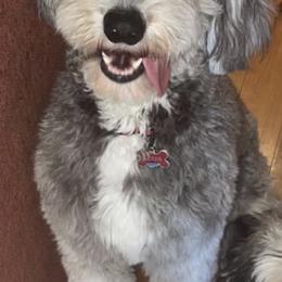 Louis - Sheepadoodle