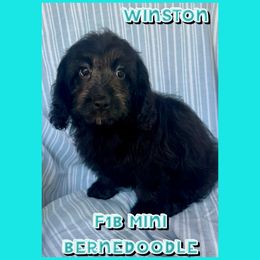 Winston - Sable male Bernedoodle puppy in Township Of Sumpter, Michigan from Down on the farm Doodles