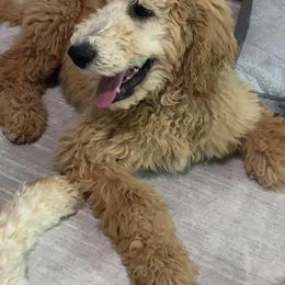 Goldendoodle Puppies from SunriseDoodles