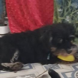 Griffon - Black and silver male Miniature Schnauzer puppy in Ogema, Minnesota from Belinda Donley's Miniature Schnauzer