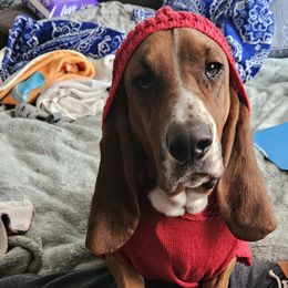 Basset Hounds from Melissa Leon