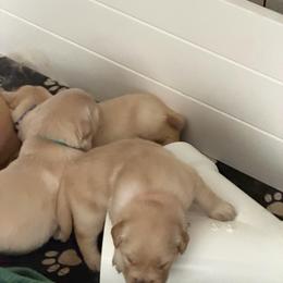 Blue - Light golden male Golden Retriever puppy in Van Alstyne, Texas from Grace N Goldens