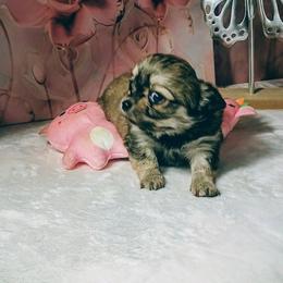 Noel - Black sabled fawn female Chihuahua puppy in Redding, California from Akc ivy league chihuahua .  Com