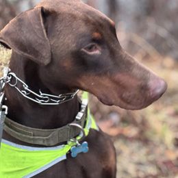 Kobe - Doberman Pinscher