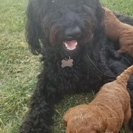 Cockapoos and Labradoodles from Pleasant View Labradoodles and micro cockapoos
