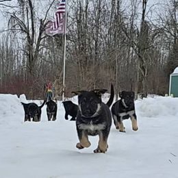 German Shepherd Puppies from Karriage Haus Kennels