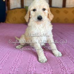 Matilda Mae English Teddybear - Apricot female Goldendoodle puppy in Grove, Oklahoma from Guinn Family Farms