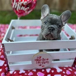 French Bulldog Puppies from Jessie's Frenchies