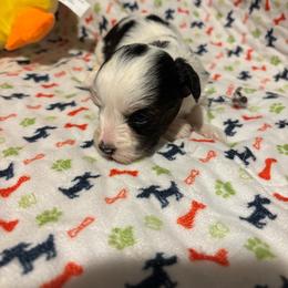 Bri (1800.00) AVAILABLE - Parti female Yorkshire Terrier puppy in Brandenburg, Kentucky from Lil Amazing Paws Yorkshire Terriers