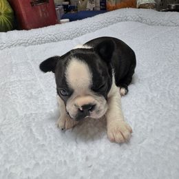 Boston Terrier Puppies from Washburns bostons