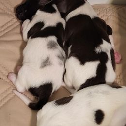 Kleine Munsterlander Puppies from Prairie State Kennel