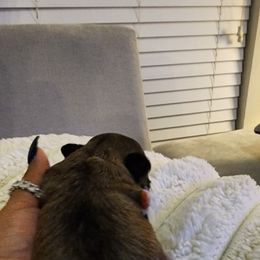 Sugar plum - Chocolate brindle female Havanese puppy in Richmond, Texas from Marcia Hamlet