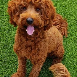 Bruno - Goldendoodle