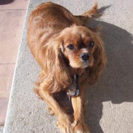 Cavalier King Charles Spaniels from Kelton Cavaliers