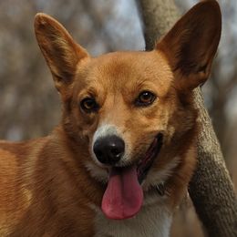 American Corgis and Pembroke Welsh Corgis from G Avenue Corgis