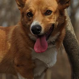 American Corgis and Pembroke Welsh Corgis from G Avenue Corgis