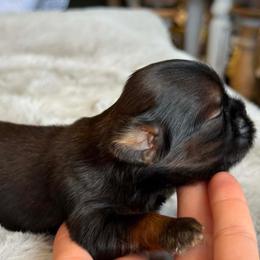 Boy 2 - Black and tan male Shih Tzu puppy in Calimesa, California from Little Mountain’s Shih Tzus