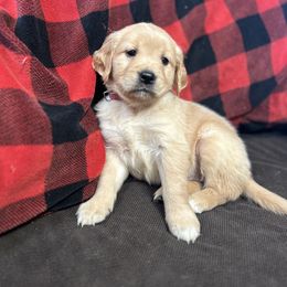 Golden Retriever and Labrador Retriever Puppies from Storm Chasers Retrievers