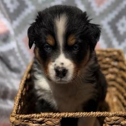 Magnolia - Black tri-color female Australian Shepherd puppy in Clover, South Carolina from Jo’s Aussies