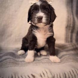 Dolly - Chocolate female Labradoodle puppy in Danville, Indiana from Marley’s Doodle Ranch