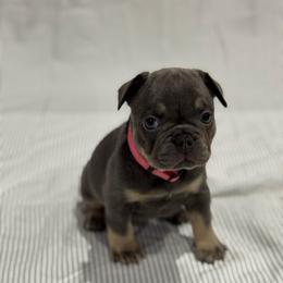 Light Pink Female - Black and tan female French Bulldog puppy in Republic, Missouri from Ritchie’s Frenchies