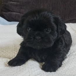 Shih Tzu Puppies from Socal Mother Of Shih Tzus