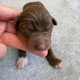 Ringo - Red tri male Miniature Australian Shepherd puppy in Friend, Nebraska from Mid-Plains Mini Aussies