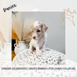 Dancer - Parti female Goldendoodle puppy in Montgomery, Texas from Dacus Doodles