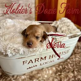 Sierra - Cream female Dachshund puppy in Atwood, Oklahoma from Holder’s Doxie Farm
