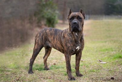 Brindle Cane Corso