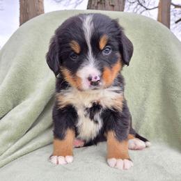 Annabelle--Lime Green Collar - Black rust and white female Bernese Mountain Dog puppy in Greenwood, Delaware from A&A Greenwood Puppies