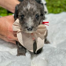 Aussiedoodle and Bernedoodle Puppies from Magnolia Grove Farms