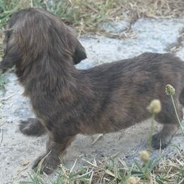 AKC SHADED CREAM BRINDLE LONGHAIR - Brindle male Dachshund puppy in Anderson, California from Golden Paws Dachshunds