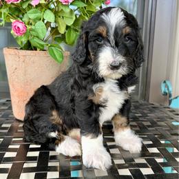 Sarah - Tri-color female Bernedoodle puppy in Bowling Green, Ohio from FDF Pyredoodles & Bernedoodles