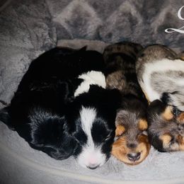 Dachshund Puppies from Queen Bee Doxies