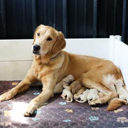 Girl 3 - Golden female Golden Retriever puppy in Paoli, Indiana from Rose n’ Thistle Farm