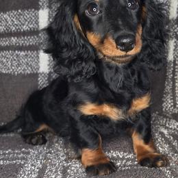 The Cheshire Cat- Alice in Wonderland Theme Litter. - Blue and tan female Dachshund puppy in Woodland, Washington from SJs Dachshunds