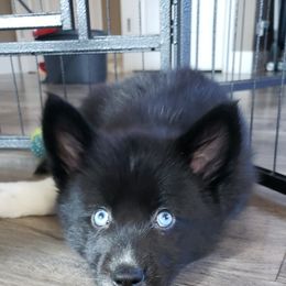 Pomeranian and Pomsky Puppies from Illinois Pomsky and Pomeranian